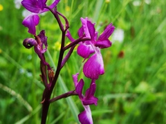 Anacamptis laxiflora