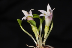 Lobelia oligophylla
