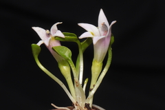 Lobelia oligophylla
