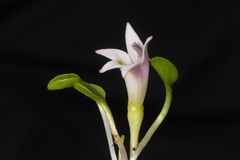 Lobelia oligophylla