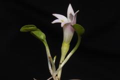 Lobelia oligophylla