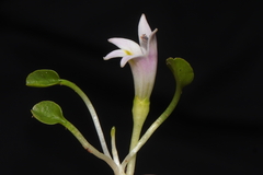 Lobelia oligophylla