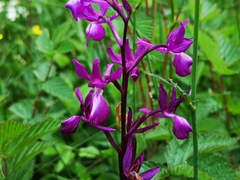 Anacamptis laxiflora