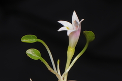 Lobelia oligophylla