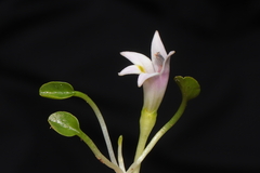 Lobelia oligophylla