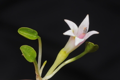Lobelia oligophylla