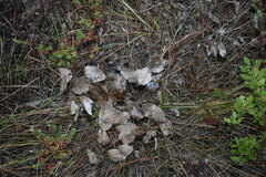 Baptisia simplicifolia