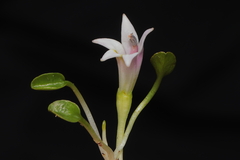 Lobelia oligophylla