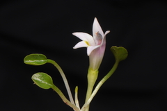Lobelia oligophylla