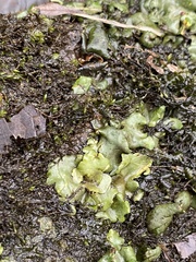 Dermatocarpon luridum