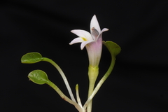Lobelia oligophylla