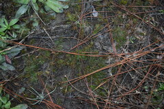 Proserpinaca pectinata