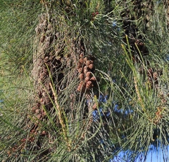 Casuarina cunninghamiana
