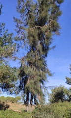 Casuarina cunninghamiana