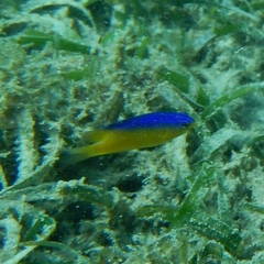 Stegastes leucostictus