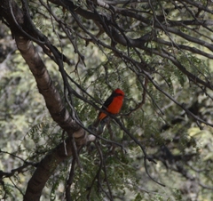 Pyrocephalus rubinus