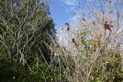 Rhus coriaria