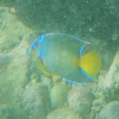 Holacanthus ciliaris
