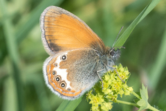 Coenonympha gardetta darwiniana