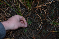 Viola vittata