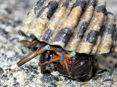 Calcinus laevimanus