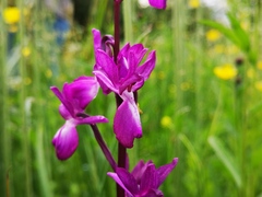 Anacamptis laxiflora