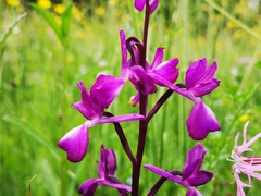 Anacamptis laxiflora