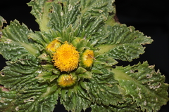 Senecio repens