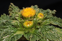 Senecio repens