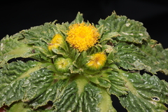 Senecio repens