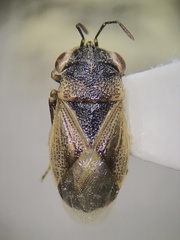 Geocoridae