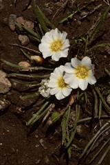 Calandrinia affinis