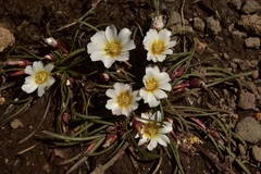 Calandrinia affinis