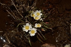 Calandrinia affinis