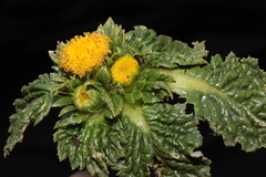 Senecio repens
