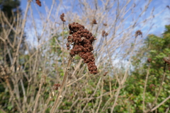Rhus coriaria