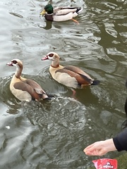 Alopochen aegyptiaca