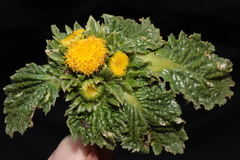 Senecio repens