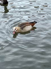 Alopochen aegyptiaca