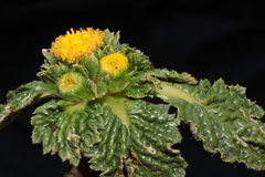 Senecio repens