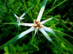 Rhynchospora nervosa