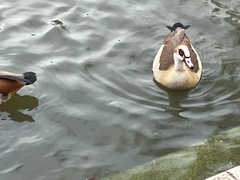 Alopochen aegyptiaca