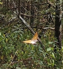 Consul excellens genini