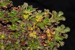 Azorella multifida
