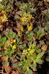 Azorella multifida