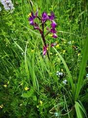 Anacamptis laxiflora