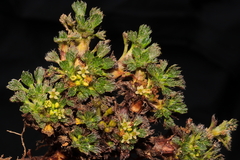 Azorella multifida
