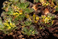 Azorella multifida
