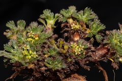 Azorella multifida