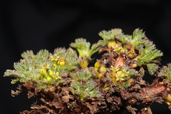 Azorella multifida